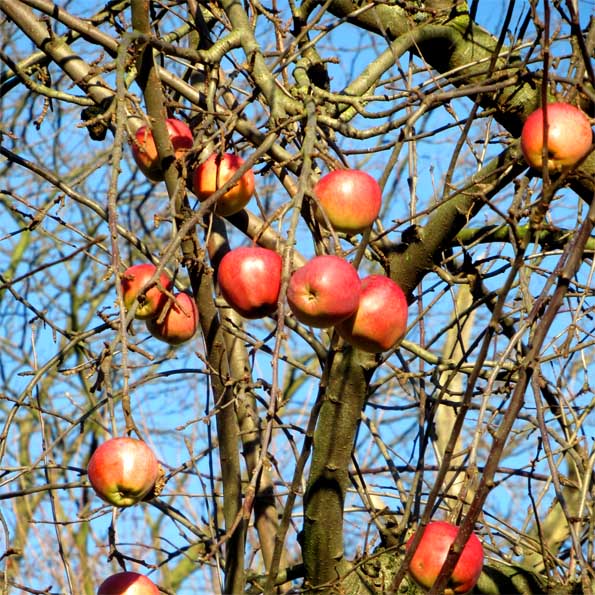 Äpfel im Eickeler Park